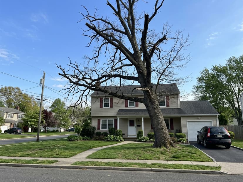 Before - Full Tree Removal