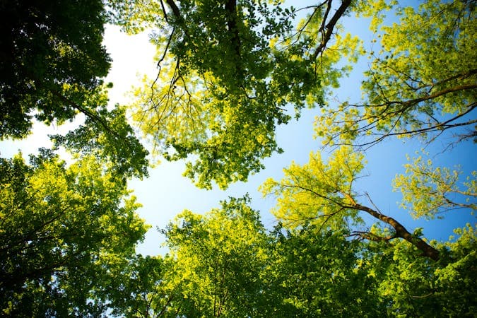 Storm Damage Tree Removal in Belvidere and Washington, NJ