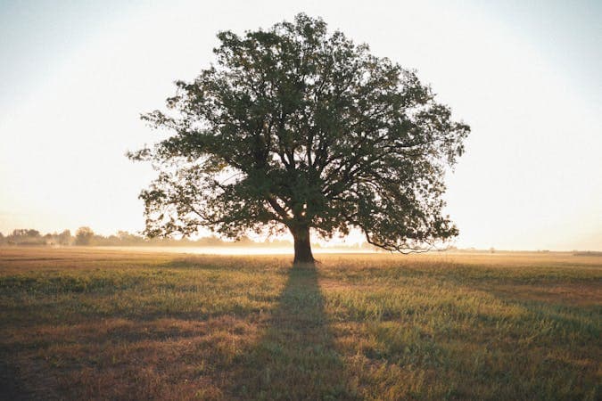 How to Choose the Best Tree Service in Phillipsburg, NJ