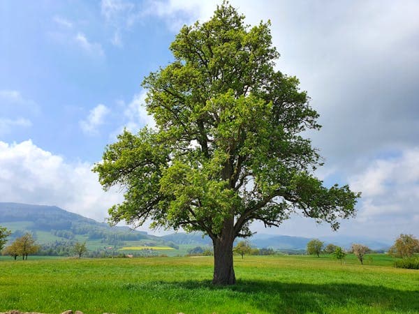 Why Blairstown and Hope NJ Homeowners Need Regular Tree Maintenance