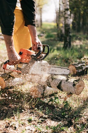 Top 5 Signs You Need Tree Removal on Your NJ Property