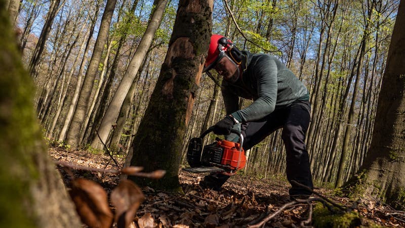 Tree pruning work