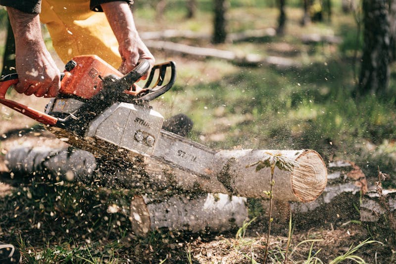 Hazard Tree Removal