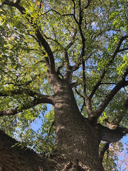 Tree Assessment